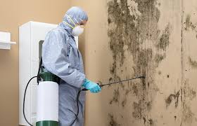  State Center, IA Mold Prevention & Removal Pros